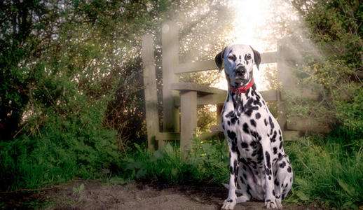 A Well-Trained Dalmatian Cannot Do Without These Five Golden Rules